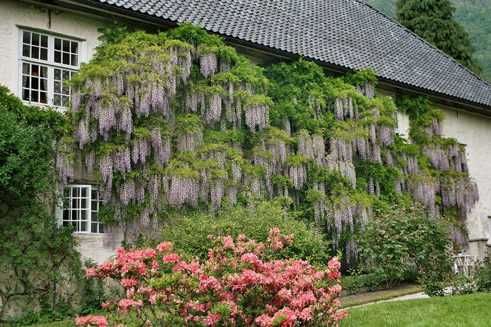 Blåregn, wisteria sinensis fra 1700-tallet i Rosendal Have, Baroniet Rosendal.